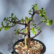 Dwarf Jade Bonsai