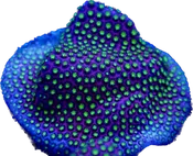 WYSIWYG Electric Daisy Stylocoeniella