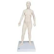 3B Acupuncture Model, female