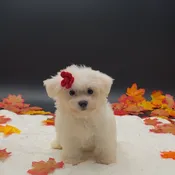 Maltese