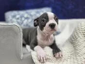 Boston Terrier – 13972