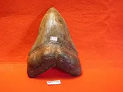 4 5/8″ Megalodon Tooth / Shark Tooth / Fossil