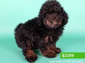 Micro Mini Bernadoodle – 15198