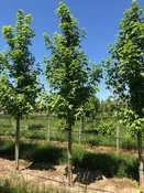Acer miyabei ‘Morton’ State Street -State Street® Maple