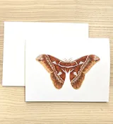 Orizaba Silkmoth Greeting Card — Paper Wings