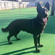 Baltazar (a.k.a. “Zorro”)