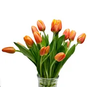 Orange Tulips