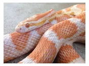 Corn Snake – 15