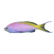 Bartlett Anthias