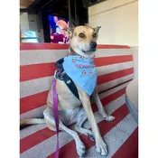 Beau Bandana – Newport version