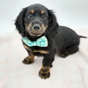 Dachshund (M)- 31347