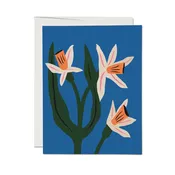Blue Daffodils Boxed Set