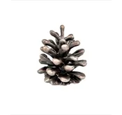 Lodgepole Pinecone Cone | M