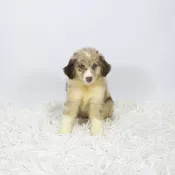 Australian Shepherd