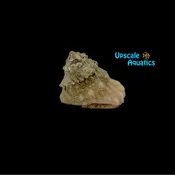 Astraea Snail (Astraea tecta)