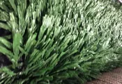 Navasota, TX – Landscaping/Sports turf