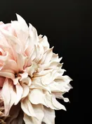 Dahlia 20