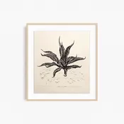 Agave Ferox — Lilco Studio