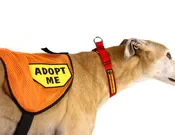 “Adopt Me” Vests