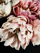 Peony 12