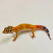 Citrine Leopard Gecko Female 2025-001