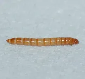 Mealworms