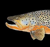 "Monster Brown Split Canvas" - print by Mike Pepper — Saddletree Gallery & Framing