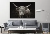 Long Haired Cow Black Animal Canvas Print Wall Art