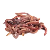 12 Night Crawlers(Live Earth Worms)