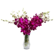 Miss Singapore Dendrobium Purple Orchids
