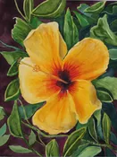 Tropical Hibiscus