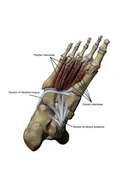 3D Model Foot Sole Tendons Labeled Wall Decal