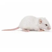 Hopper Mice