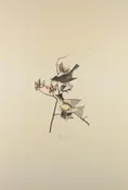 Plate 120-Pewit Flycatcher — Taylor Clark Gallery