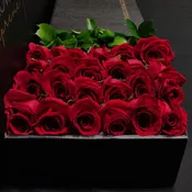 Hybrid Tea Roses - Red