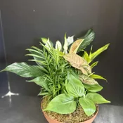 Dish Garden