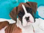 Boxer – 49574