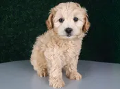 Miniature Goldendoodle F1B – 15214