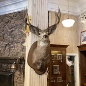 10 pt Deer Mount