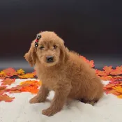 Goldendoodle