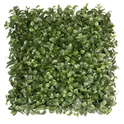 2-Tone Ficus