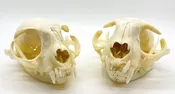Domestic Cat Skull — Rest in Pieces