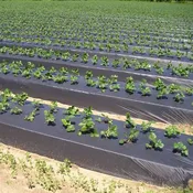 1.0 Mil BLACK – Embossed Plastic Mulch in various widths