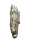 3D Model Foot Bones Wall Decal