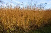 Big Bluestem