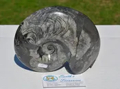 Ammonite-Morroco-Large-DS-1