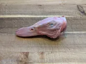 Duck Heads