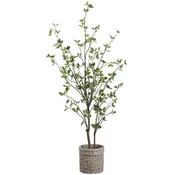 5' Cornus Tree