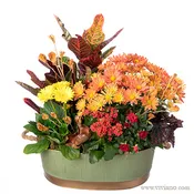 Autumn Abundance plants & bloom colors vary