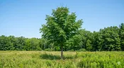 Autumn Splendor Buckeye